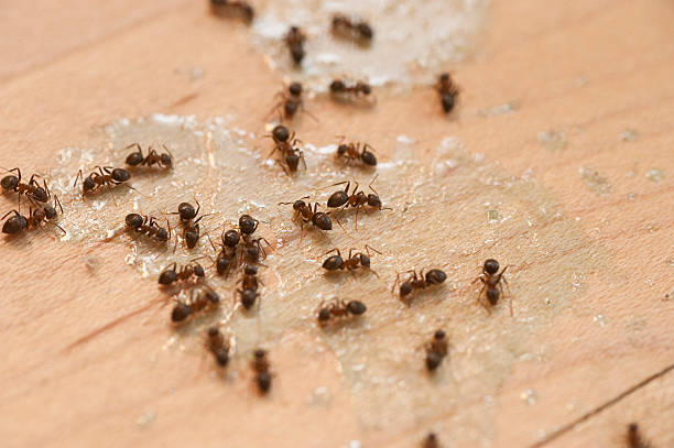 Best Mosquito Control Services  in Pike Creek Valley, DE